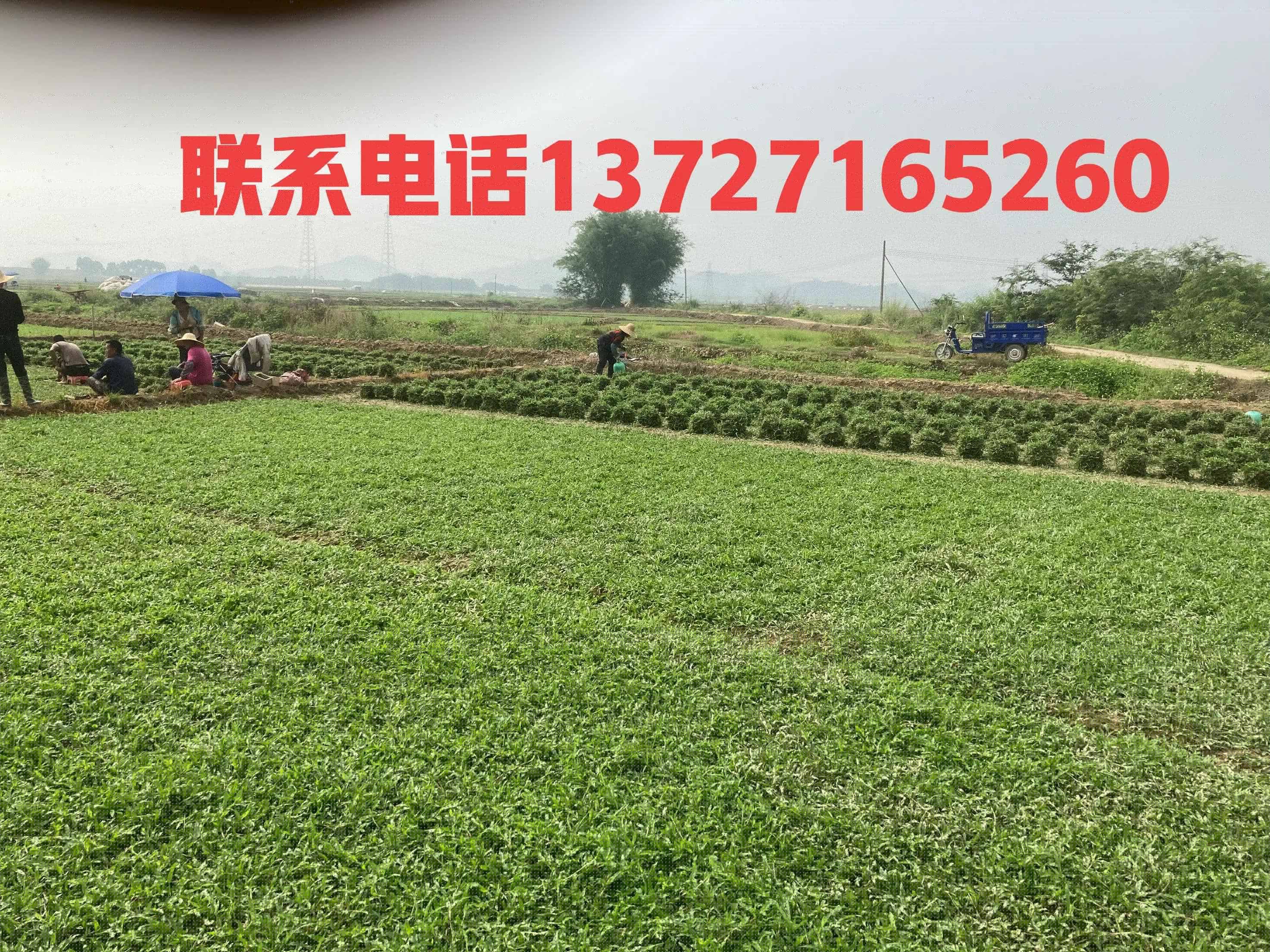 哪里有草皮(一般什么市场卖草坪的多)